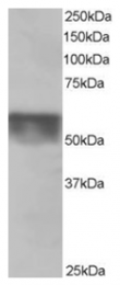 AP16199PU-N - KPNA4 / Importin alpha-4