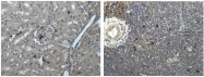 DM3589P - Ly6G / GR1 Neutrophil Marker