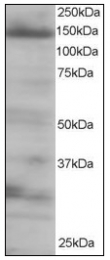 AP08564PU-N - EIF4ENIF1 / 4E-T