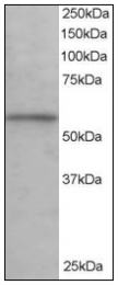 AP08565PU-N - KPNA3 / Importin alpha-3