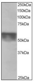 AP08566PU-N - KPNA4 / Importin alpha-4