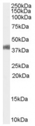 AP16658PU-N - Type-1 angiotensin II receptor (AT1)