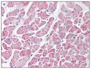 AP08590PU-N - Isocitrate dehydrogenase / IDH