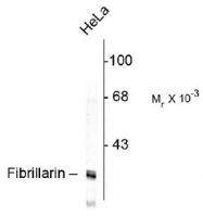 AM08249PU-N - FBL