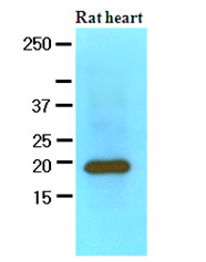 AM09080PU-N - Myosin light chain 2 (MYL2)