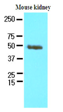 AM09082PU-N - PSMD11