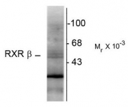 AM08264PU-N - RXR-beta / RXRB