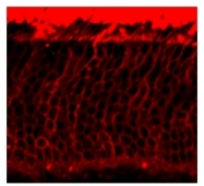 AM08266PU-N - Rhodopsin