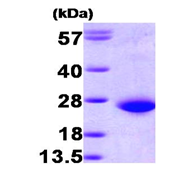 AR09286PU-L - RAC1