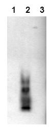 AM00003PU-N - Amyloid beta