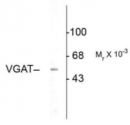 AP08763PU-N - VGAT / SLC32A1