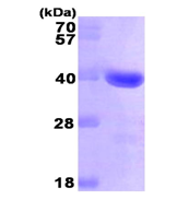 AR09292PU-L - Galectin-4