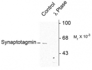 AP08748PU-N - Synaptotagmin