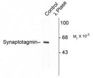 AP08747PU-N - Synaptotagmin