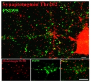 AP08747PU-N - Synaptotagmin
