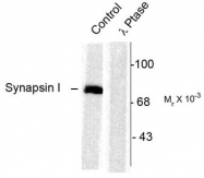 AP08744PU-N - Synapsin-1