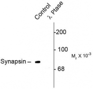 AP08743PU-N - Synapsin-1