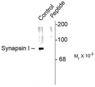 AP08742PU-N - Synapsin-1