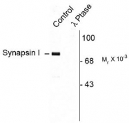 AP08741PU-N - Synapsin-1