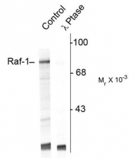 AP08734PU-N - RAF1