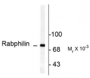AP08733PU-N - Rabphilin-3A / RPH3A