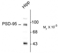 AP08730PU-N - DLG4 / PSD95
