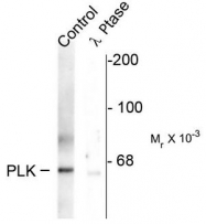 AP08726PU-N - PLK1