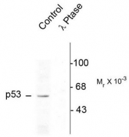 AP08718PU-N - TP53 / p53