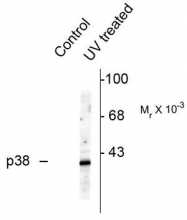 AP08717PU-N - MAP kinase p38 alpha / MAPK14