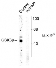 AP08681PU-N - GSK3 beta