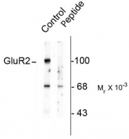 AP08679PU-N - Glutamate receptor 2 / GLUR2