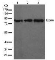 AP02712PU-N - Ezrin