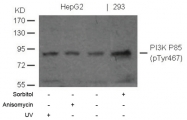 AP08765PU-S - PIK3R1 / GRB1