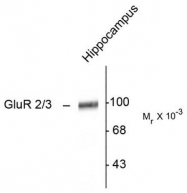 AP08678PU-N - Glutamate receptor 2 / GLUR2