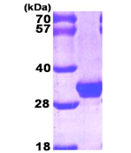 AR09297PU-L - Galectin-3
