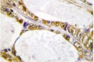 AP06668PU-N - IRF2