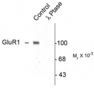 AP08676PU-N - Glutamate receptor 1 / GLUR1