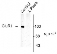 AP08675PU-N - Glutamate receptor 1 / GLUR1