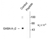 AP08665PU-N - GABRG2