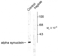 AP08611PU-N - Alpha-Synuclein / SNCA