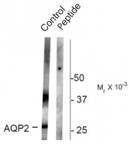 AP08613PU-N - Aquaporin-2 / AQP2
