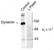 AP08639PU-N - Dynamin-1