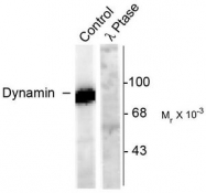 AP08640PU-N - Dynamin-1
