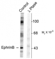 AP08643PU-N - Ephrin-B1
