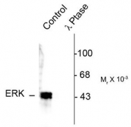 AP08646PU-N - MAPK3 / ERK1