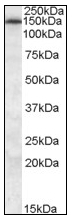 AP08593PU-N - ABCC5 / MRP5