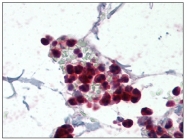 AP08603PU-N - NCF1