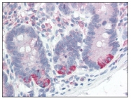 AP08767PU-N - P4HB