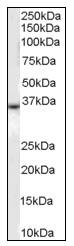 AP08783PU-N - CD234 / DARC
