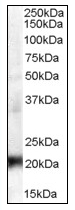 AP08786PU-N - CBX3